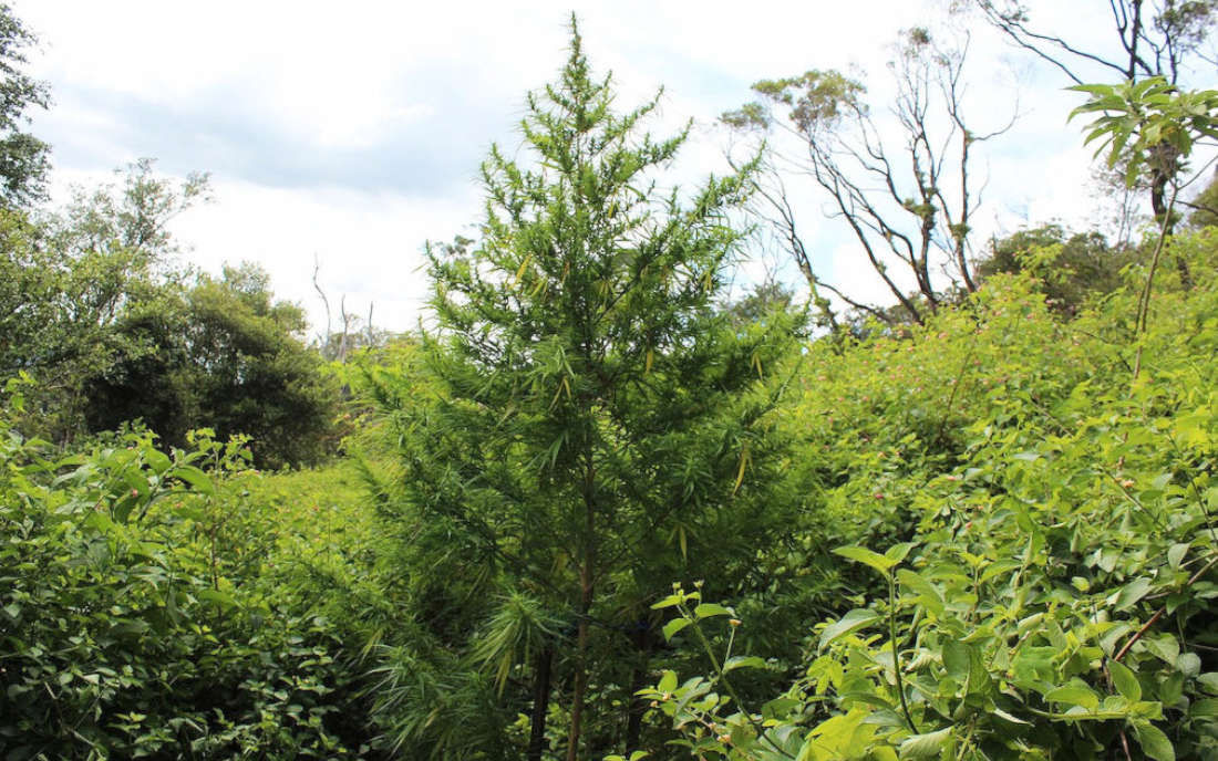 Malawi Gold krzak marihuany