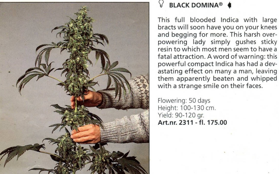 Nasiona Black Domina sklep pewny