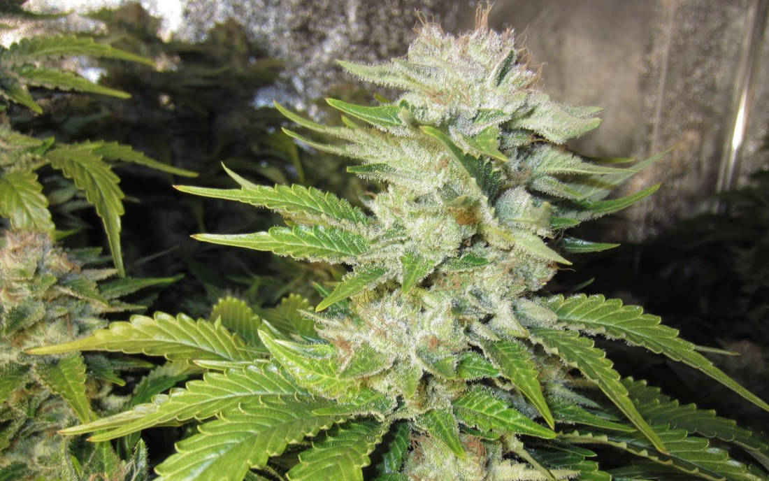 Odmiana Black Domina Sensi Seeds