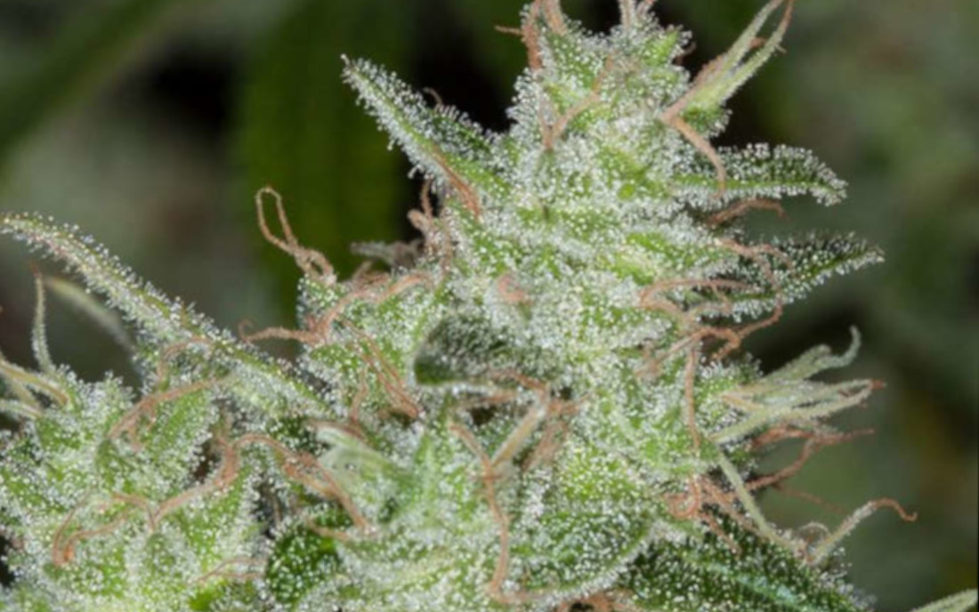 Odmiana marihuany LSD sklep nasiona