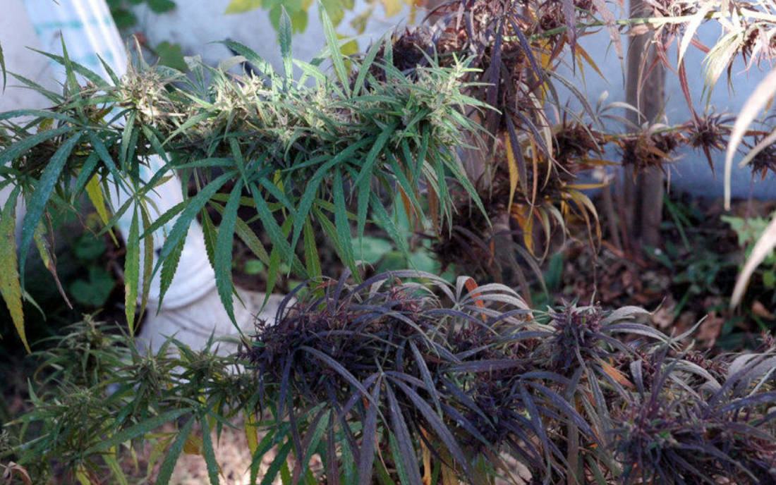 Purple Haze ACE Seeds