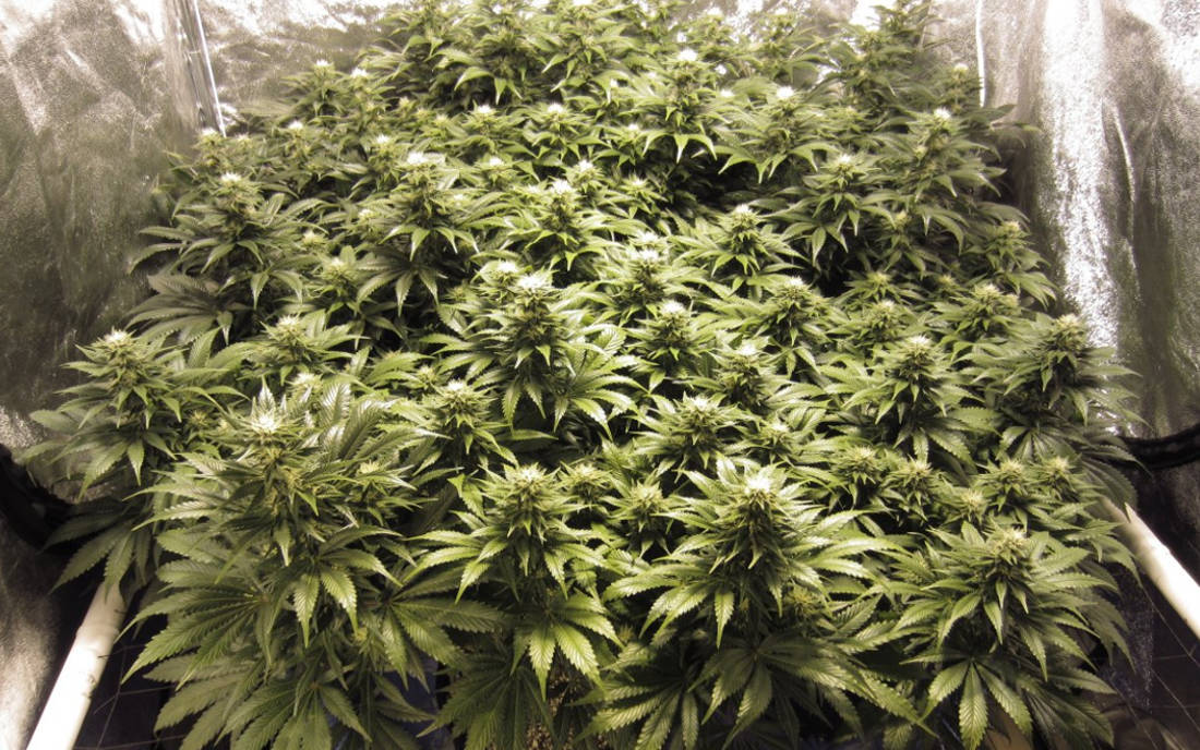 Black Domina odmiana marihuany