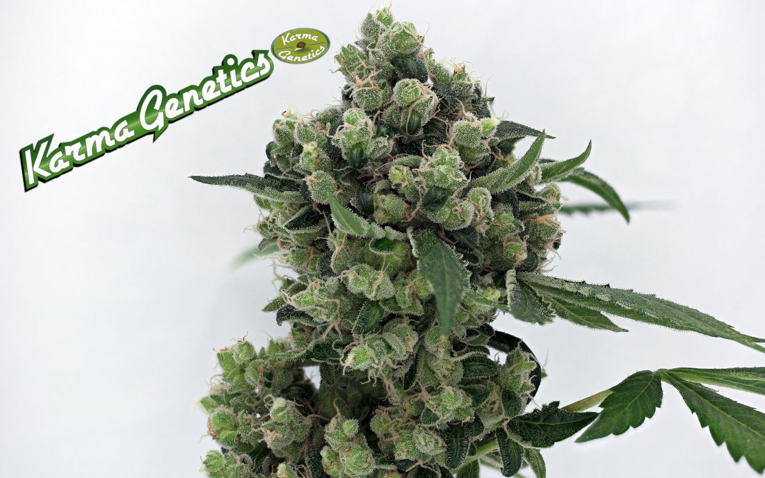 Sour Diesel BX Karma Genetics