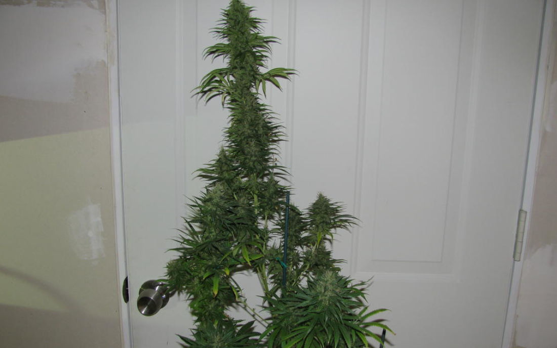 Strawberry Haze roślina konopi