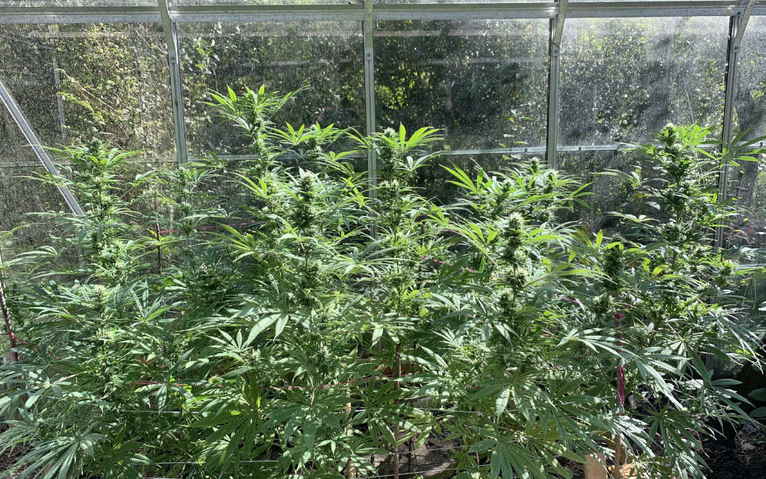 Strawberry Haze w szklarni uprawa