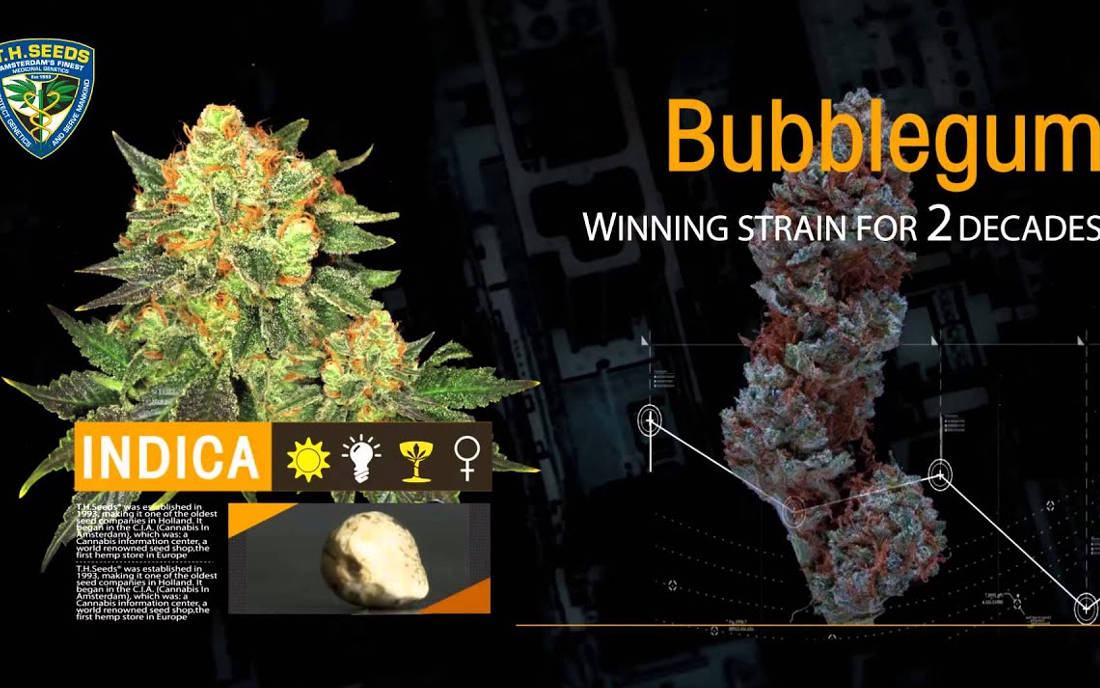 TH Seeds nasiona marihuany