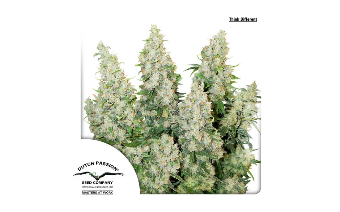 Think Different autoflowering nasiona