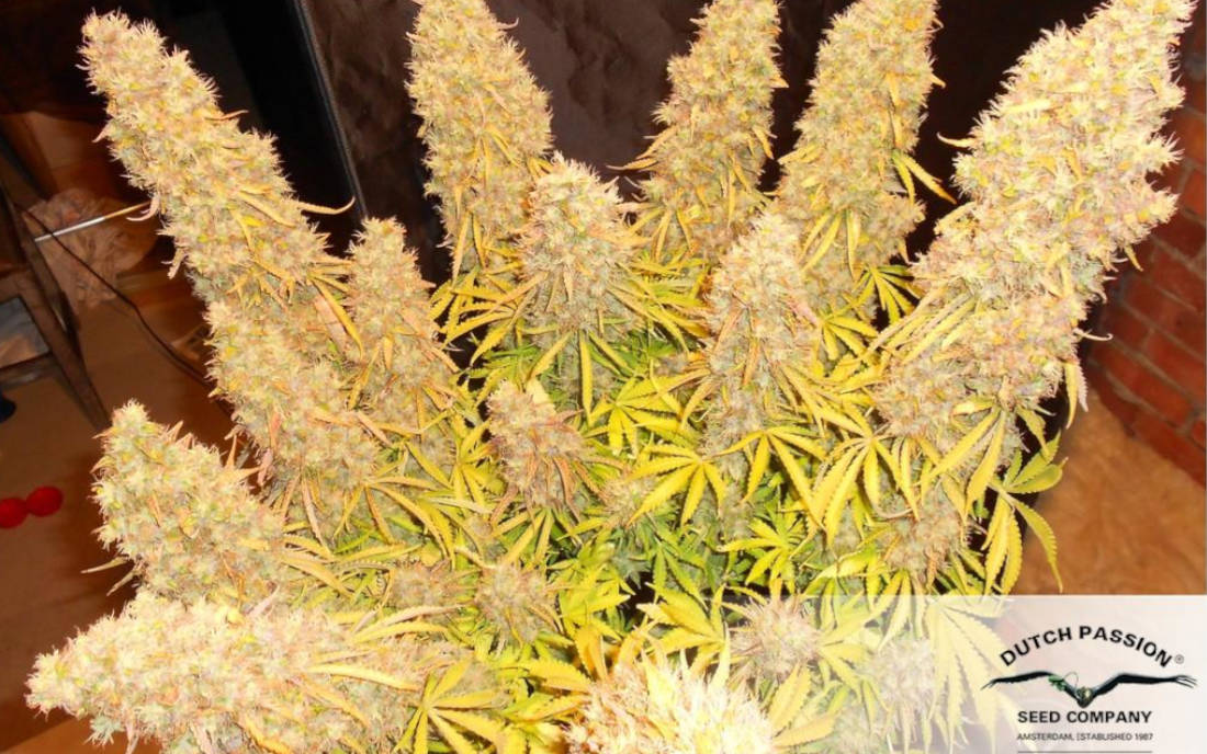 Think Different Dutch Passion