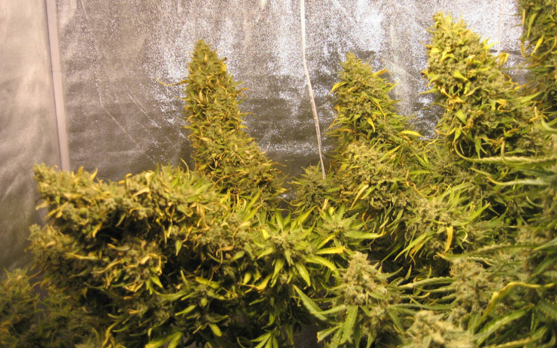 Think Different nasiona marihuany sklep