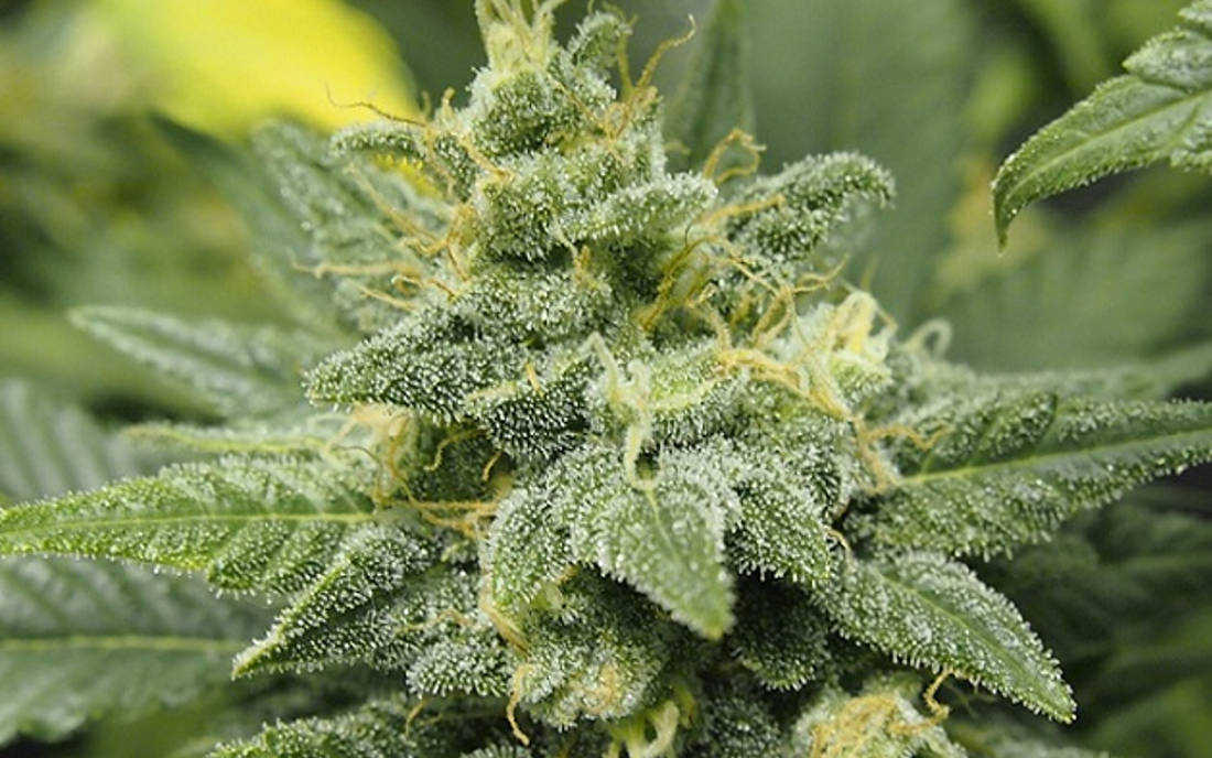 Top Bubble Gum odmiana konopi