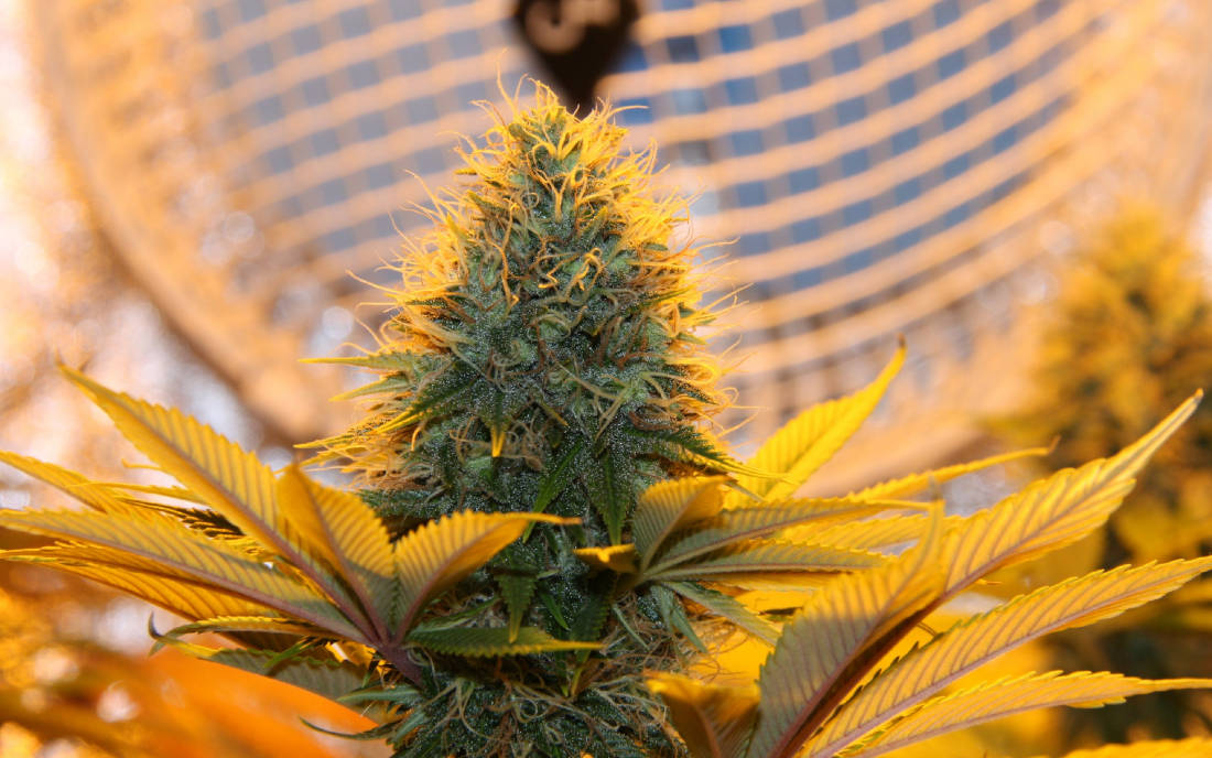 Top Liberty Haze odmiana zioła