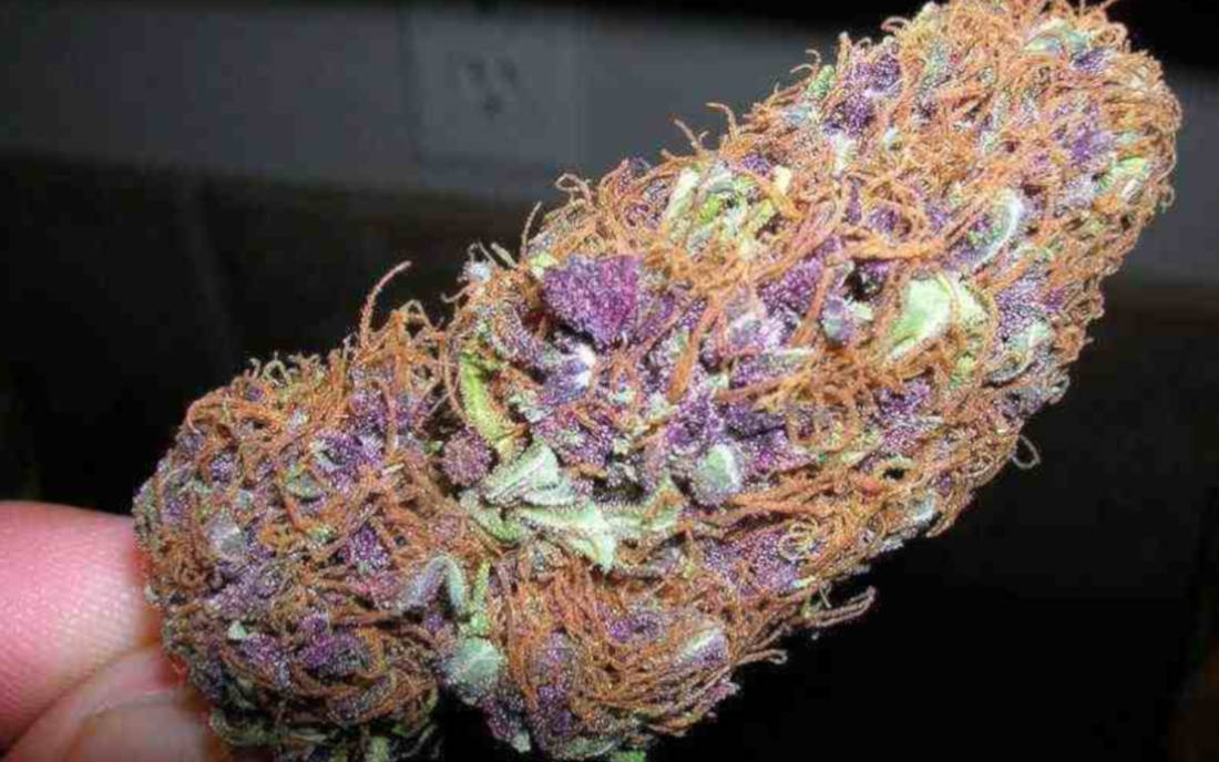 Top odmiany Purple Haze legendarna odmiana