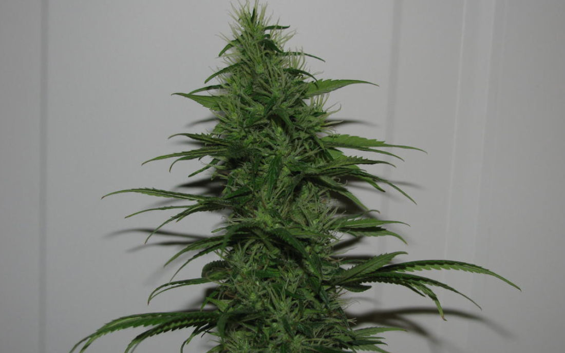 Top Strawberry Haze odmiana marihuany