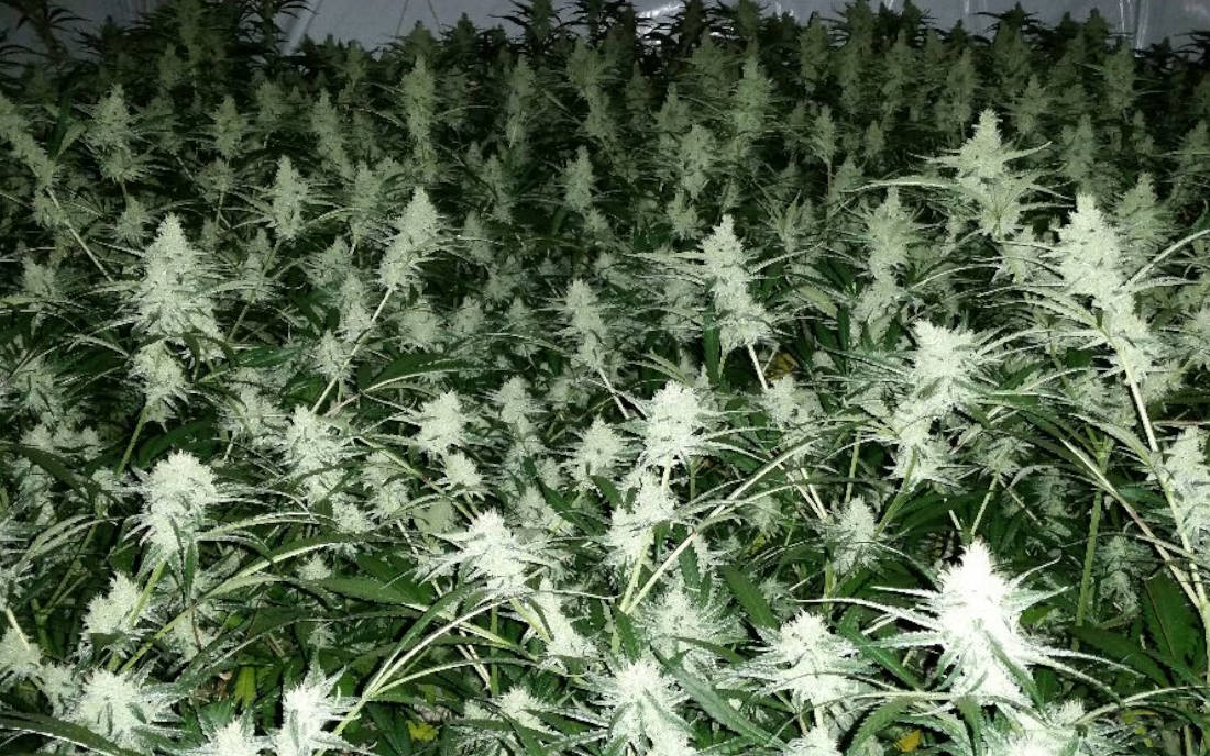 Topy Amnesia Haze dużo żywicy