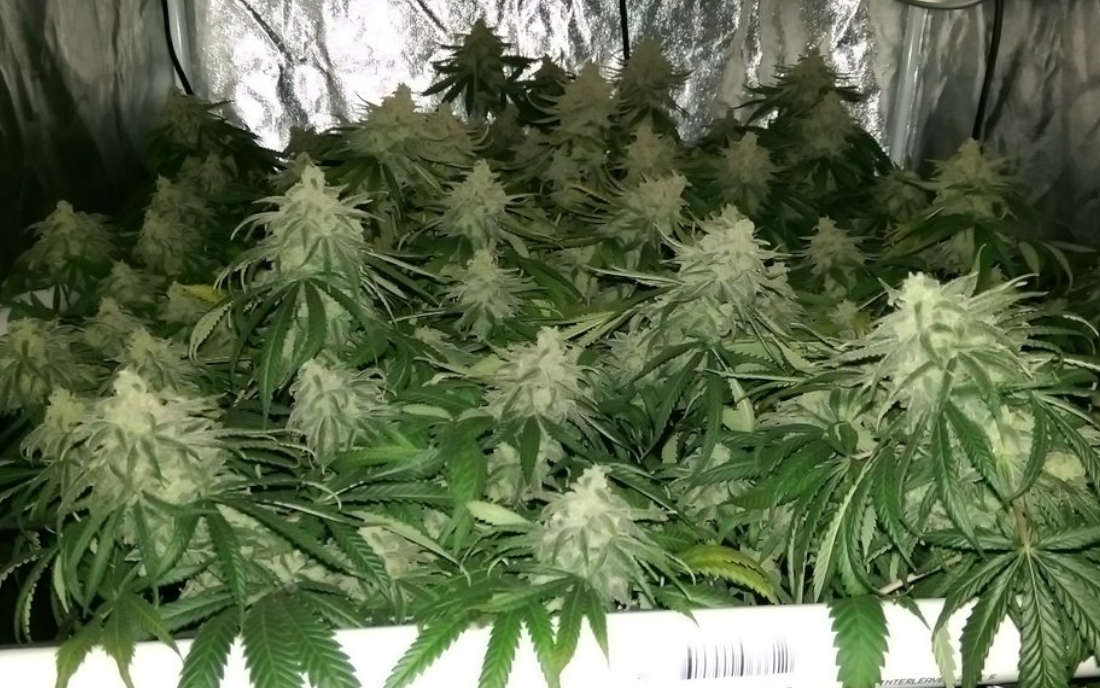 Trainwreck odmiana marihuany nasiona