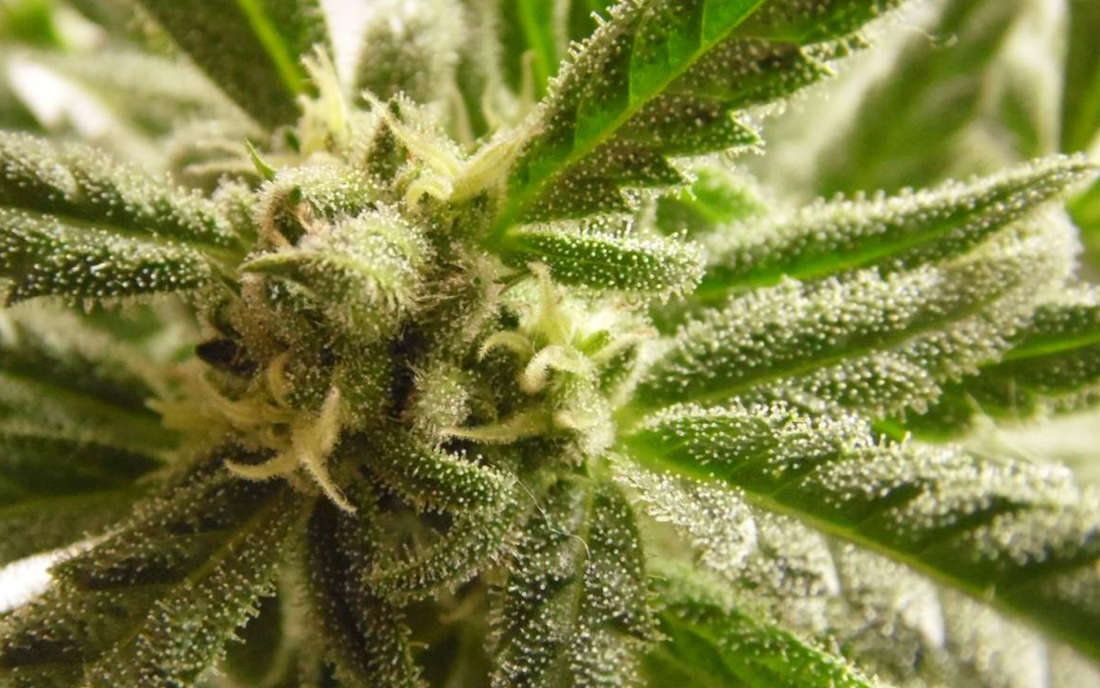 Trainwreck mocna odmiana konopi THC