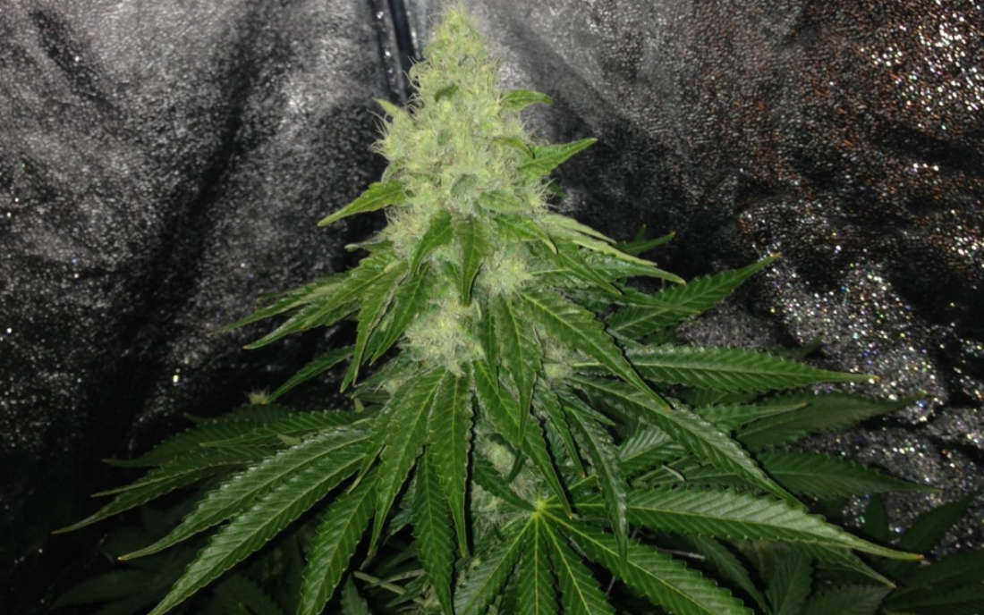 Trainwreck nasiona marihuany dużo THC