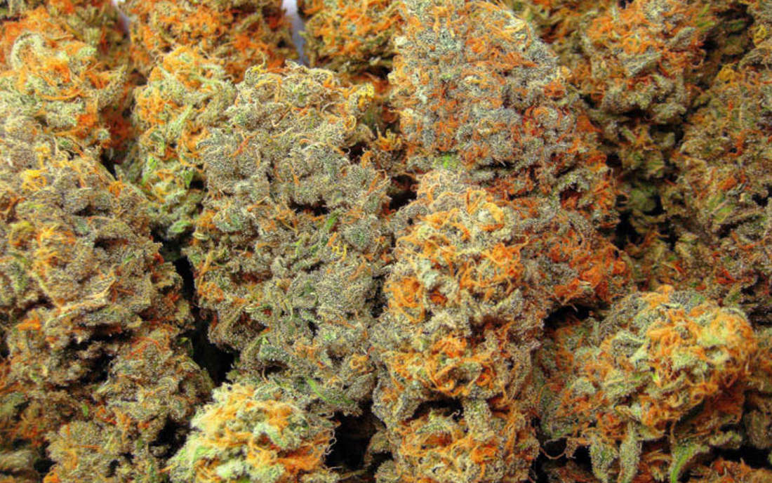 Afghan Kush mocna odmiana 