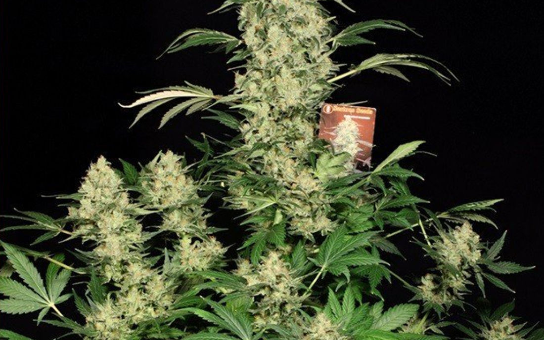 AK 47 jak uprawiać nasiona 