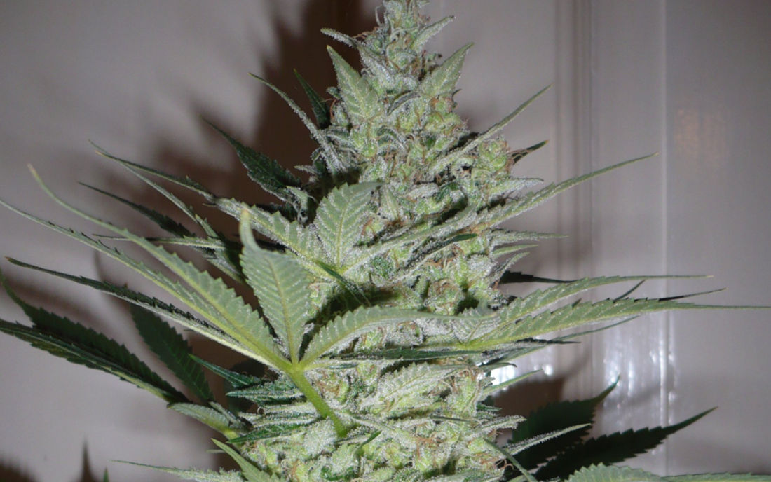 AK 47 odmiana marihuany