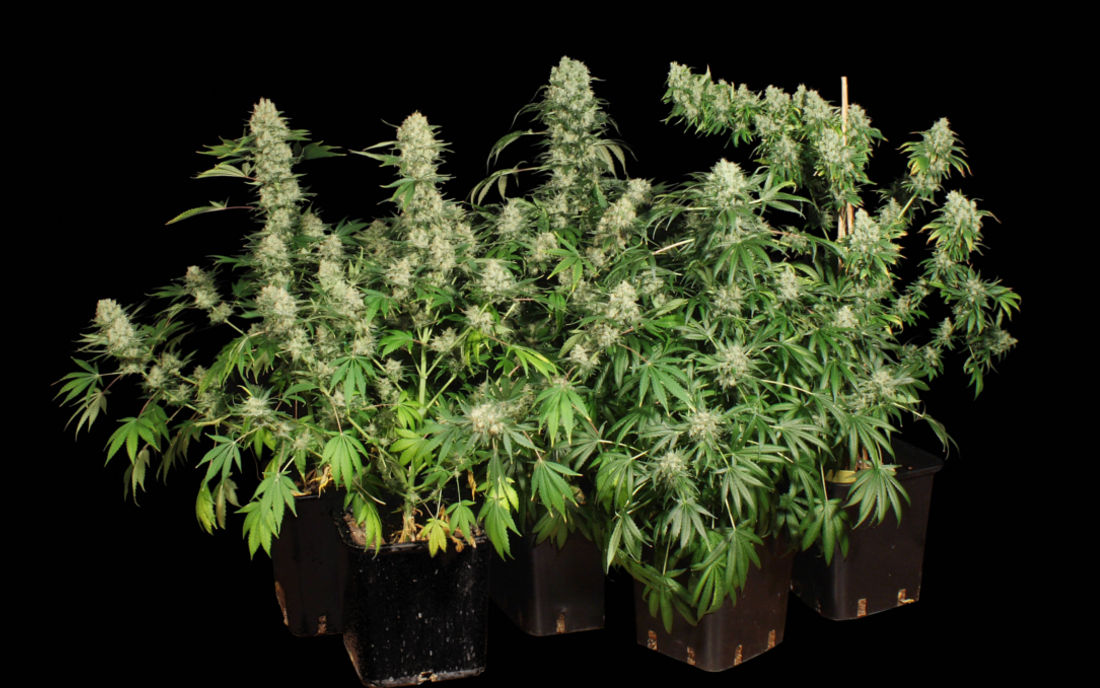 AK 47 nasiona konopi sklep