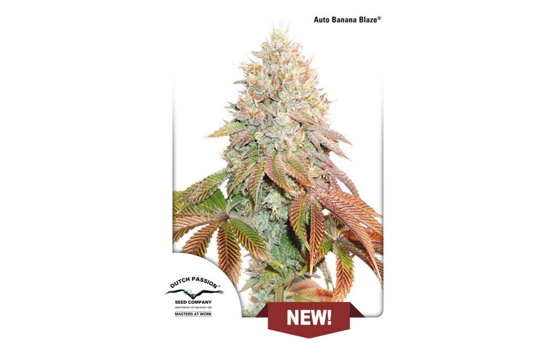 Auto Banana Blaze Dutch Passion
