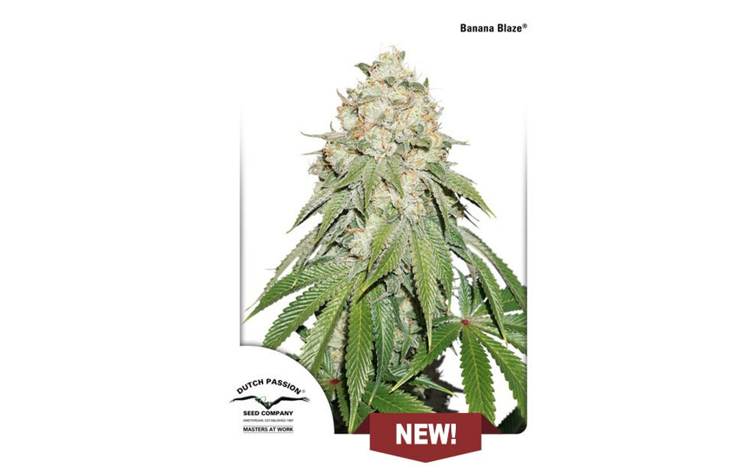 Banana Blaze nowa odmiana konopi