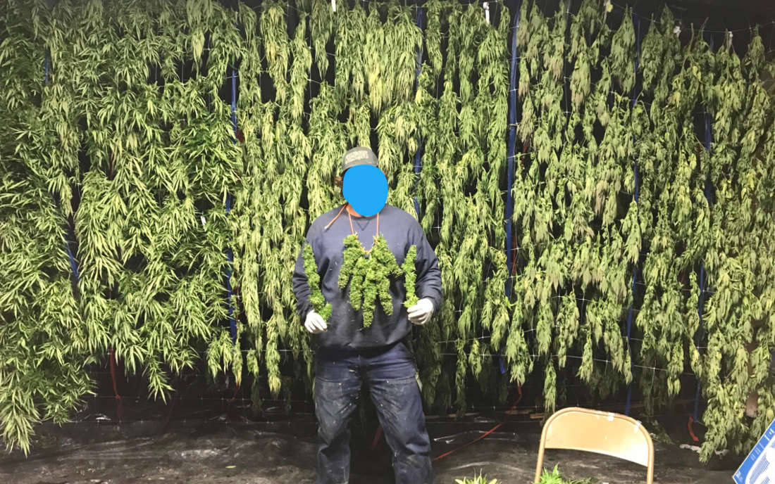 Blue Dream duży plon marihuana