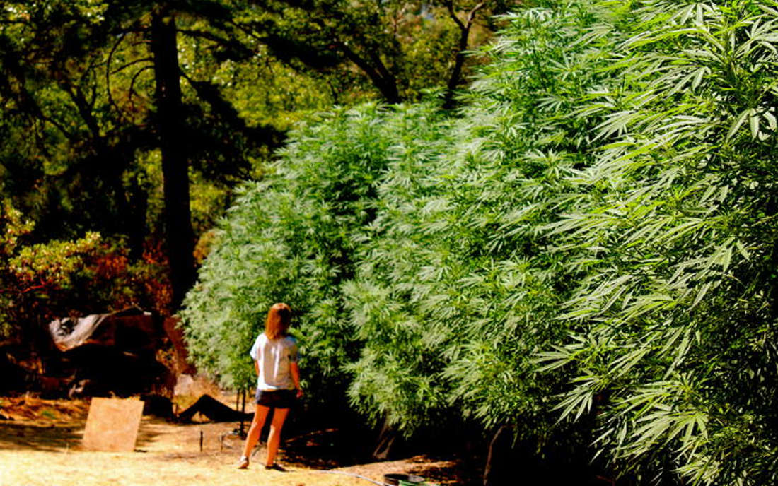 Blue Dream uprawa konopi outdoor