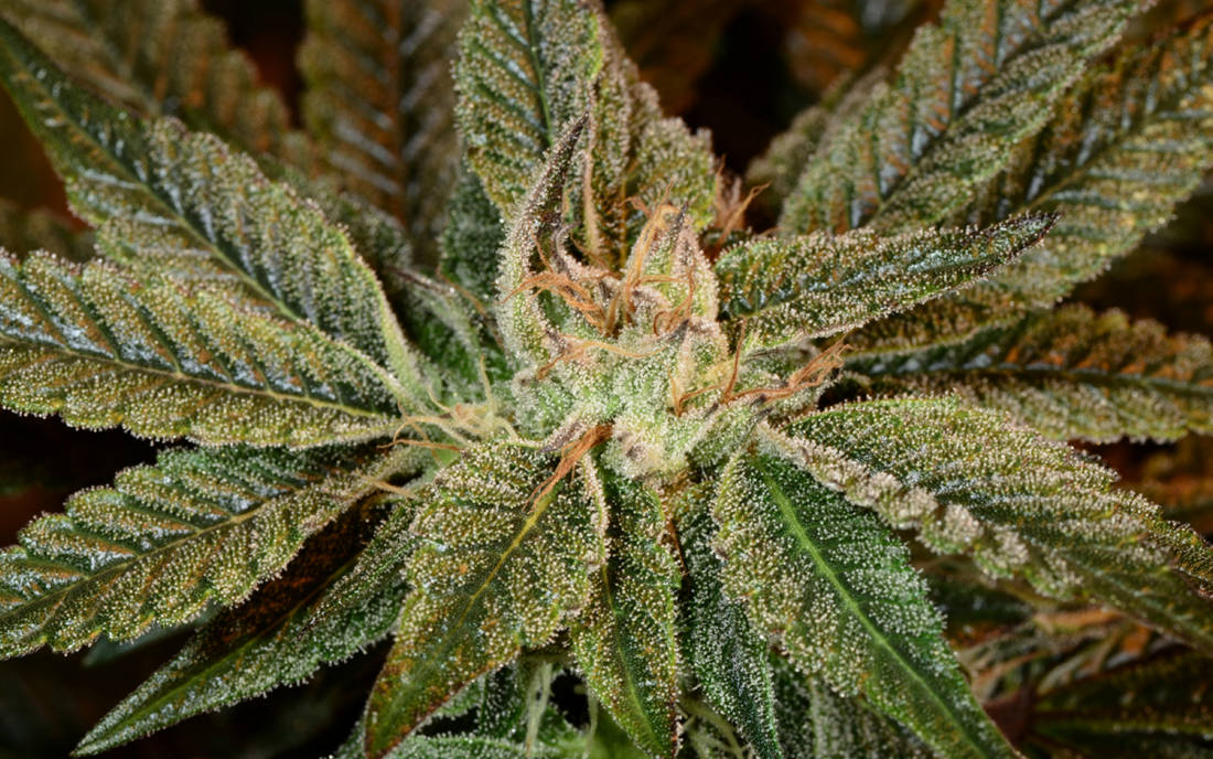 Bubba Kush odmiana konopi