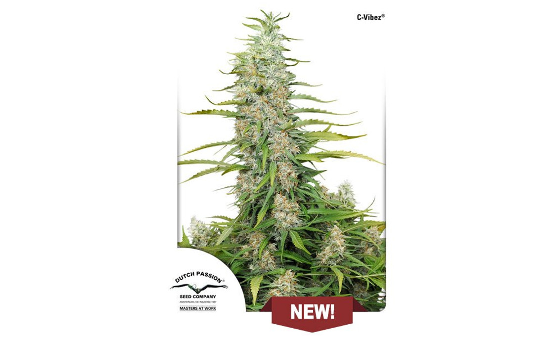 C-Vibez Dutch Passion nowość