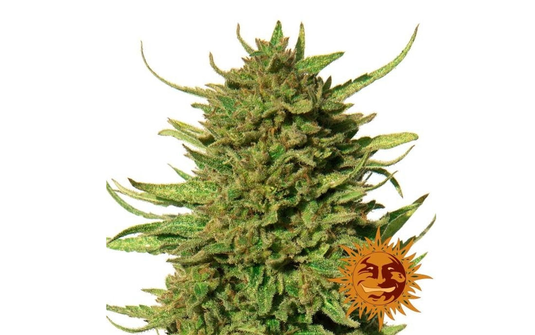 Critical Kush nasiona feminizowane marihuany