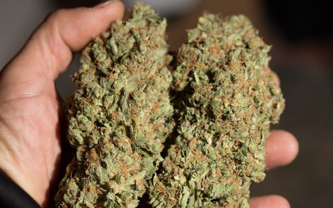 Dinafem Critical nasiona duży plon