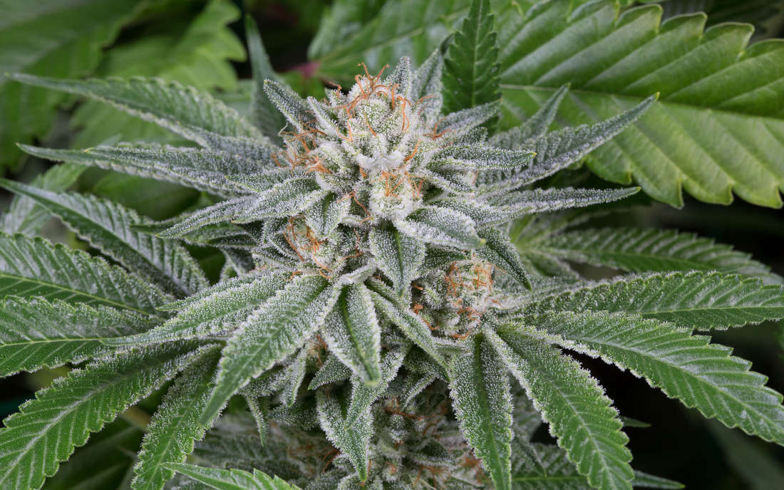 Dinafem Gorilla odmiana marihuany
