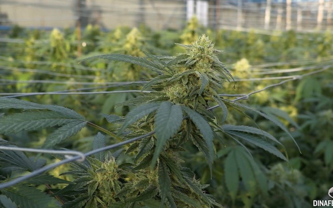 Dinafem nasiona marihuany CBD sklep
