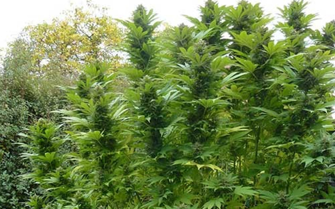 Durban Poison Dutch Passion nasiona