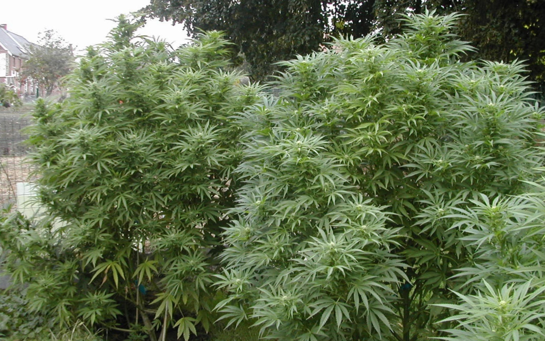 Early Skunk nasiona konopi outdoor