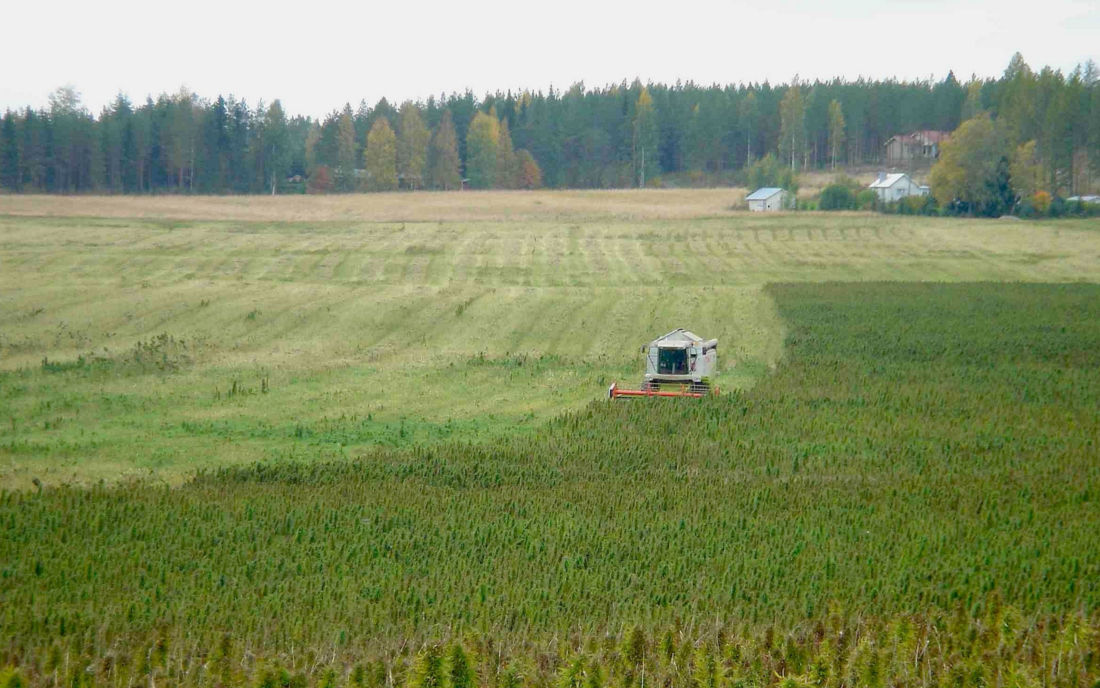 Finola automatyczna odmiana konopi przemysłowych