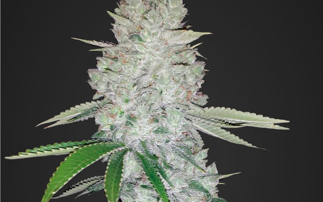 Gorilla Glue AUTO na outdoor