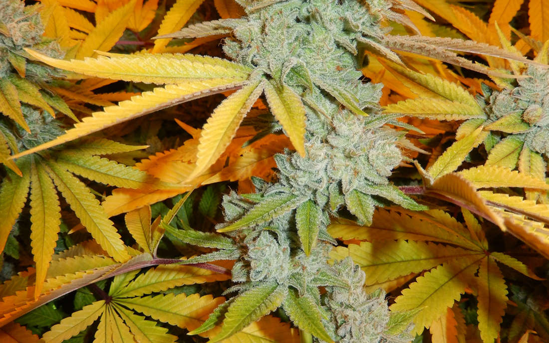 Gorilla Glue odmiana konopi