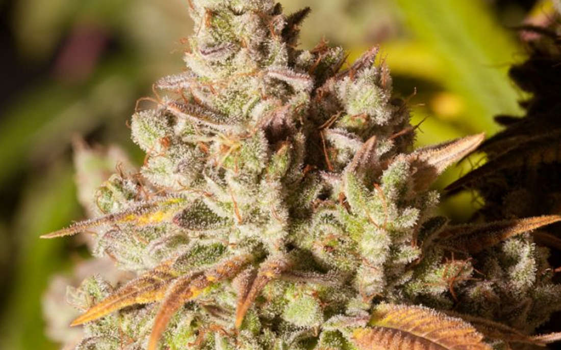 Gorilla Glue odmiana marihuany mocna