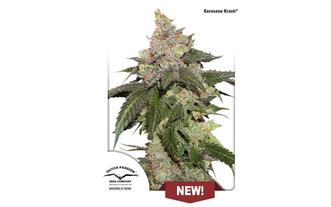Kerosene Krash nowość Dutch Passion