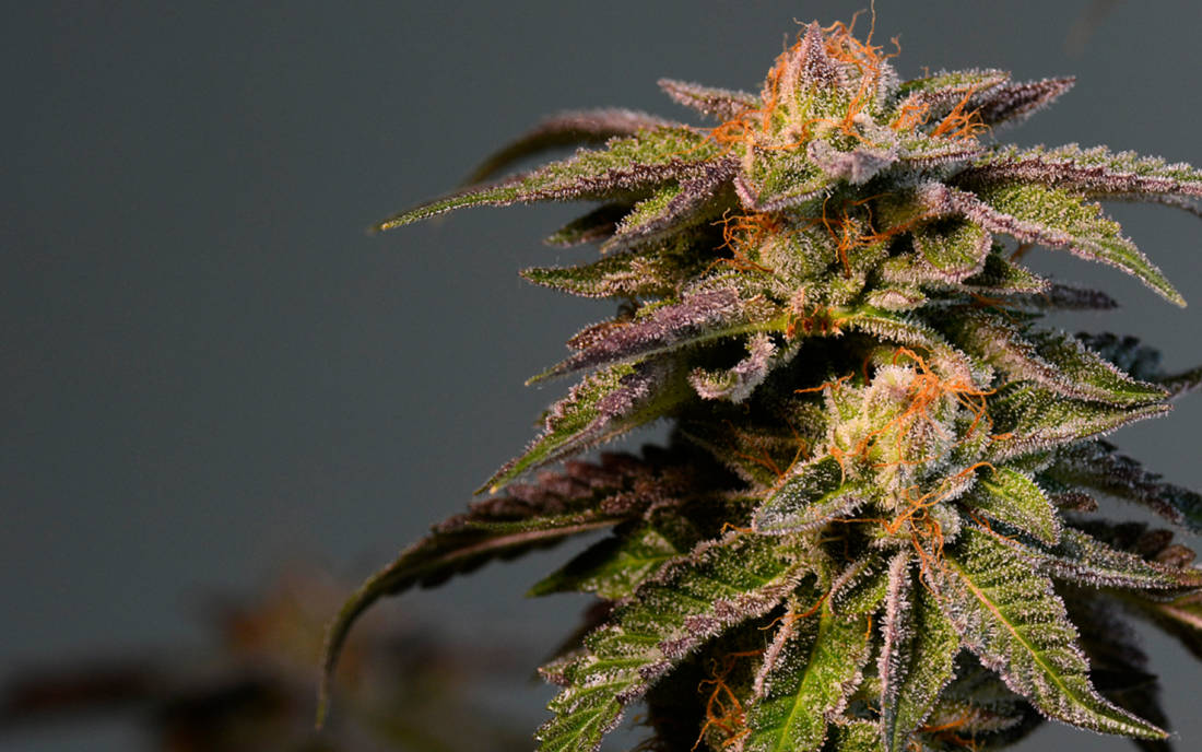 La Confidential odmiana mały growbox