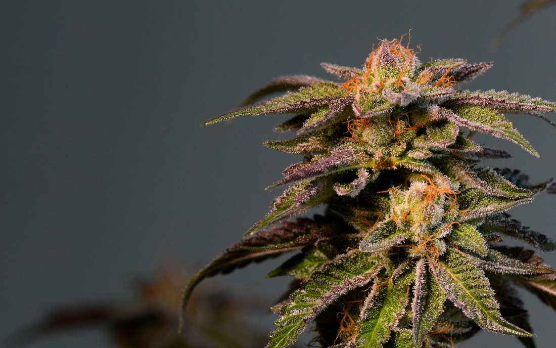 La Confidential odmiana na sen