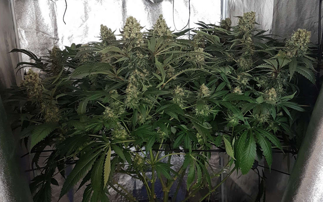 Super Lemon Haze nasiona feminizowane