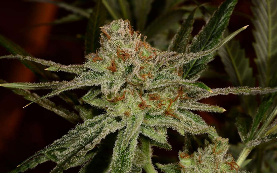 Lemon Skunk DNA Genetics