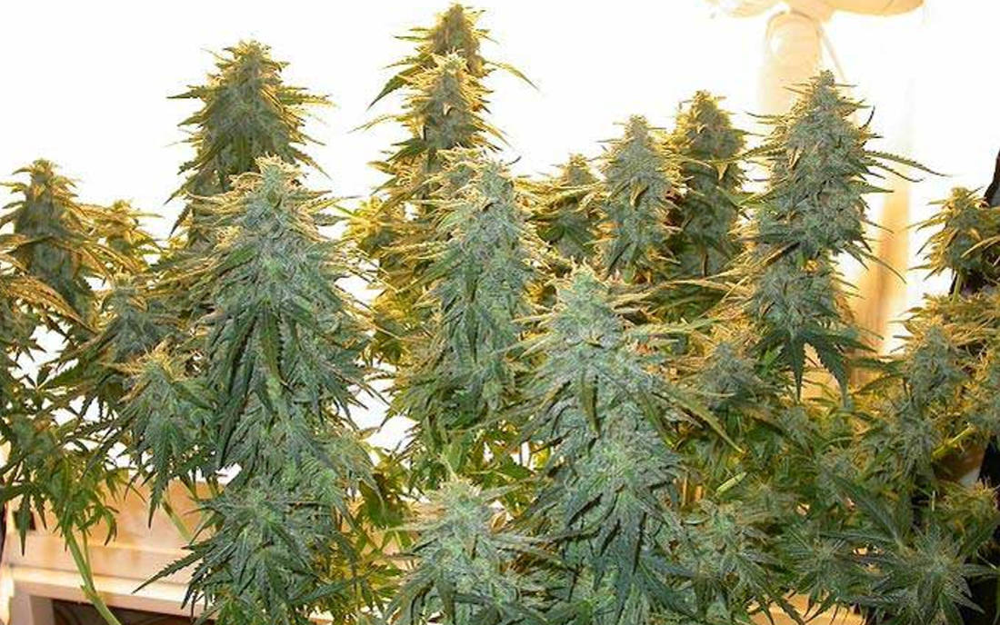 Lowryder nasiona automatów mały growbox