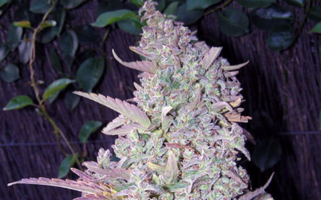 Maroc Female Seeds odmiana outdoor