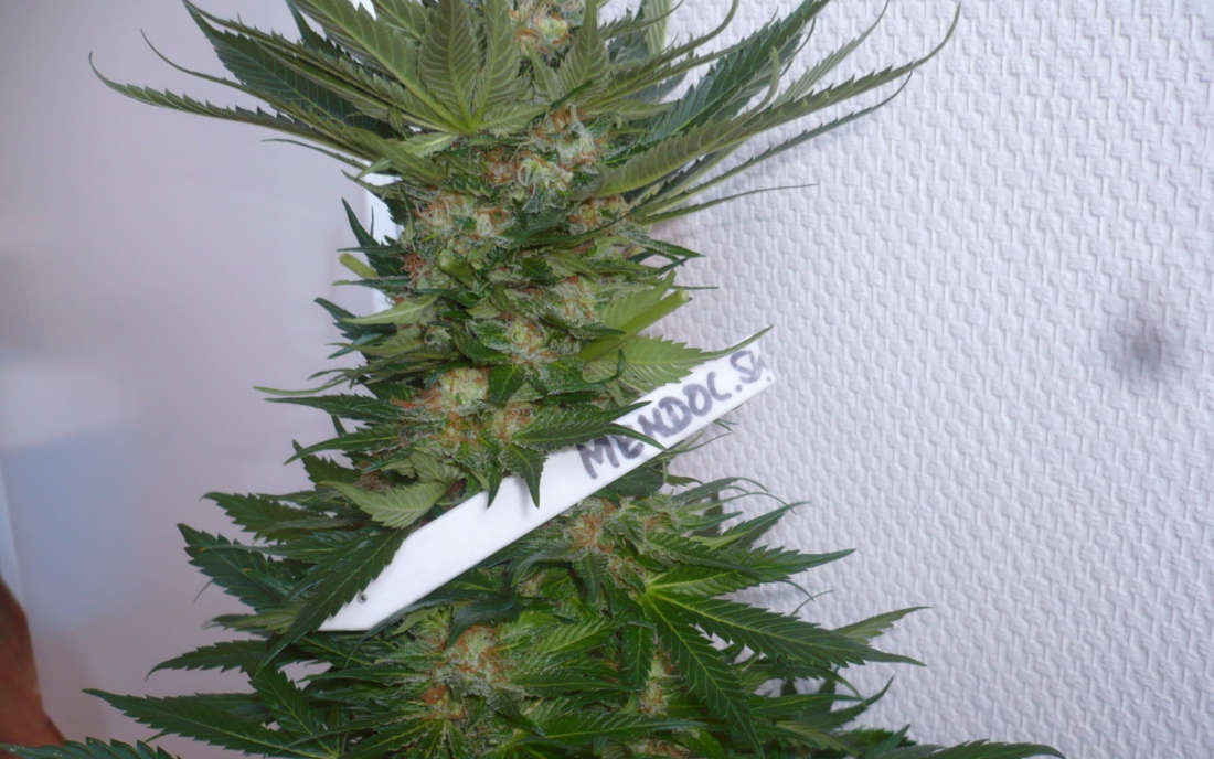 Mendocino Skunk Paradise Seeds