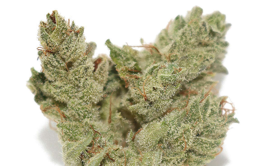 Nasiona Gorilla Glue 4 sklep